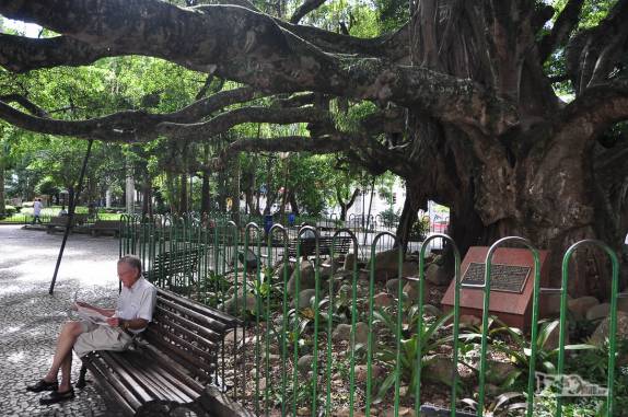 Leitura de livro na sombra da figueira centenária, na praça XV de Novembro, região central de Florianópolis, Santa Catarina